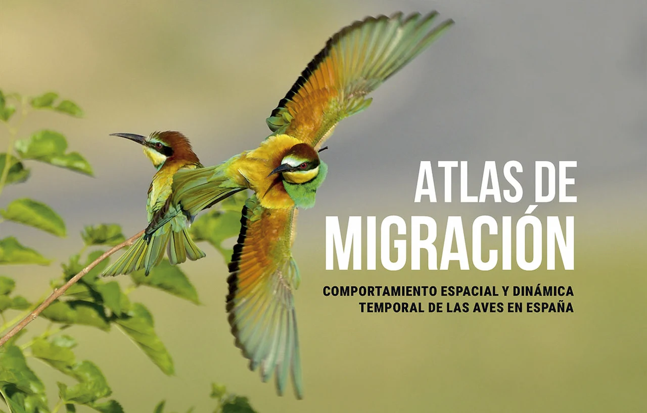 El cambio climático modifica la migración de las aves / Imagen: SEO/BirdLife