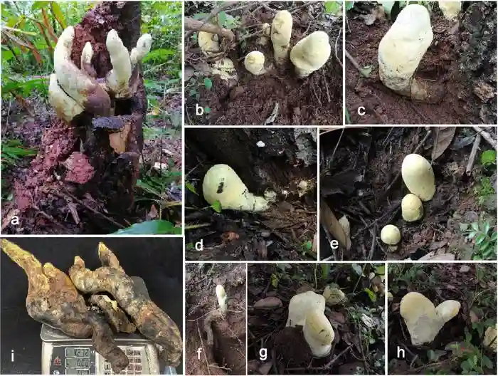 Estromas de Dianjunus rex en el campo. (a, c, d, f) Estromas adheridos a las raíces del huésped. (b, e, g, h) Estromas alrededor de la planta huésped. (a) Colectores. (i) Peso total de los estromas bilobulados más grandes
