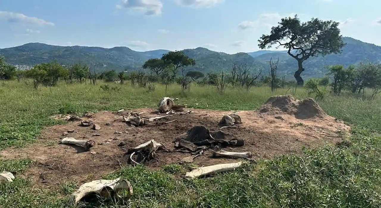 Un elefante transforma el lugar donde muere, dejando un legado que perdura mucho después de que el cuerpo haya desaparecido y los huesos se hayan esparcido / Foto: Courtney Reed Un elefante transforma el lugar donde muere, dejando un legado que perdura mucho después de que el cuerpo haya desaparecido y los huesos se hayan esparcido / Foto: Courtney Reed