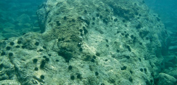 Fondo marino desertizado por los erizos de mar / Foto: CEAB / CSIC