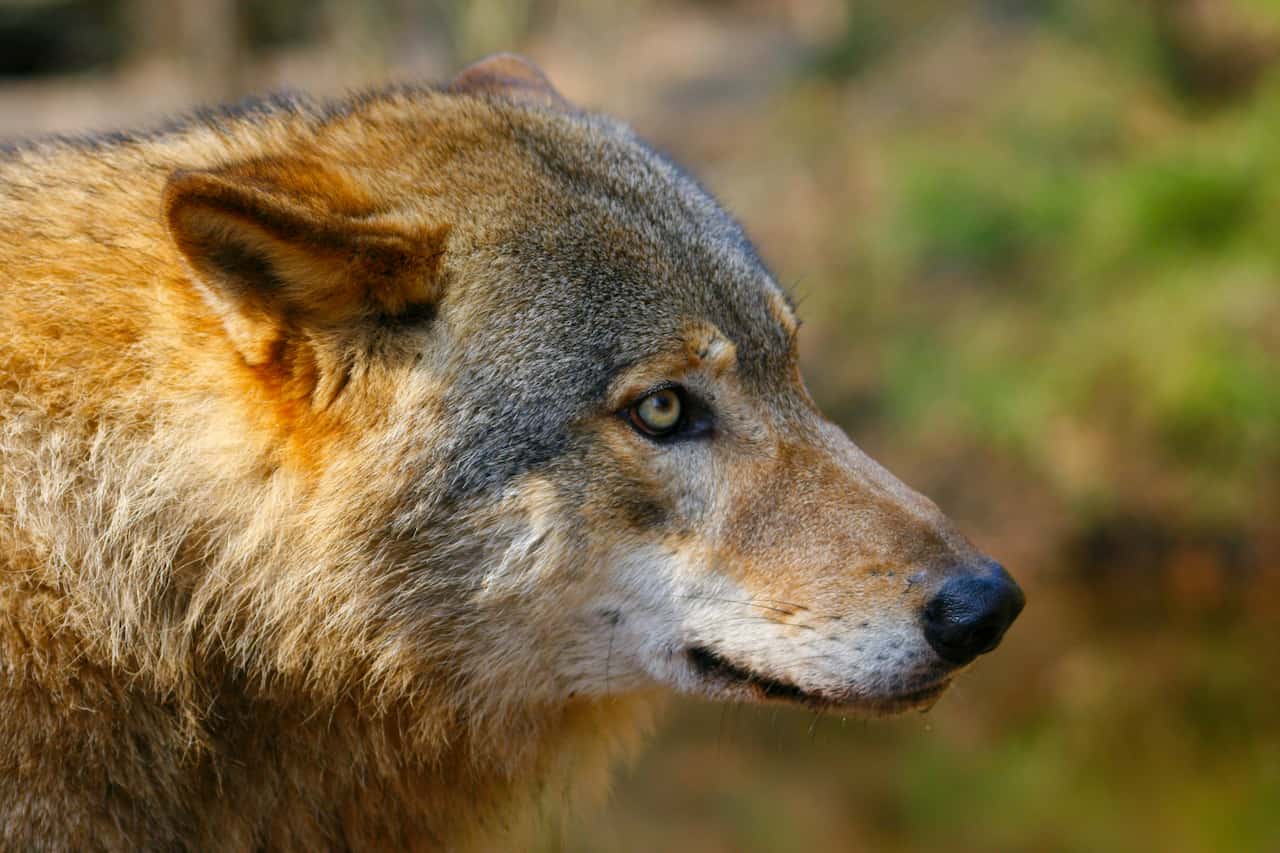 Cantabria sigue matando lobos. 58 ejemplares abatidos desde abril de 2015 / Foto: UP Cantabria sigue matando lobos. 58 ejemplares abatidos desde abril de 2015 / Foto: UP