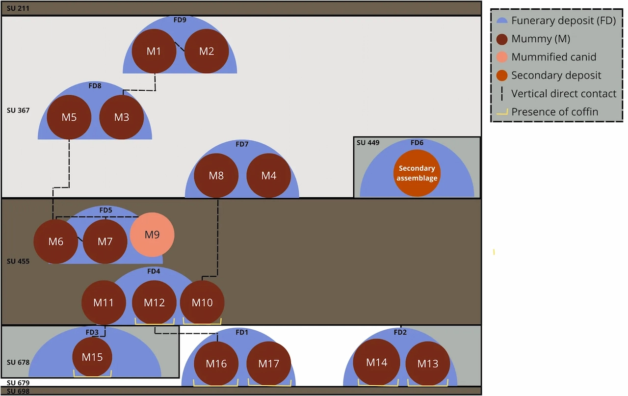 Diagrama esquemático de las relaciones verticales y los patrones de superposición entre los depósitos funerarios (FD) en SC3, mostrados dentro de su contexto estratigráfico (SU 698–SU 211). Las momias individuales (M) están agrupadas por depósito funerario y dispuestas según su posición vertical relativa. Las líneas discontinuas indican contacto vertical directo entre individuos a través de diferentes depósitos. El conjunto secundario (FD6) está representado por separado dentro de SU 449. Los corchetes amarillos marcan la presencia de ataúdes asociados con individuos específicos en los niveles inferior e intermedio