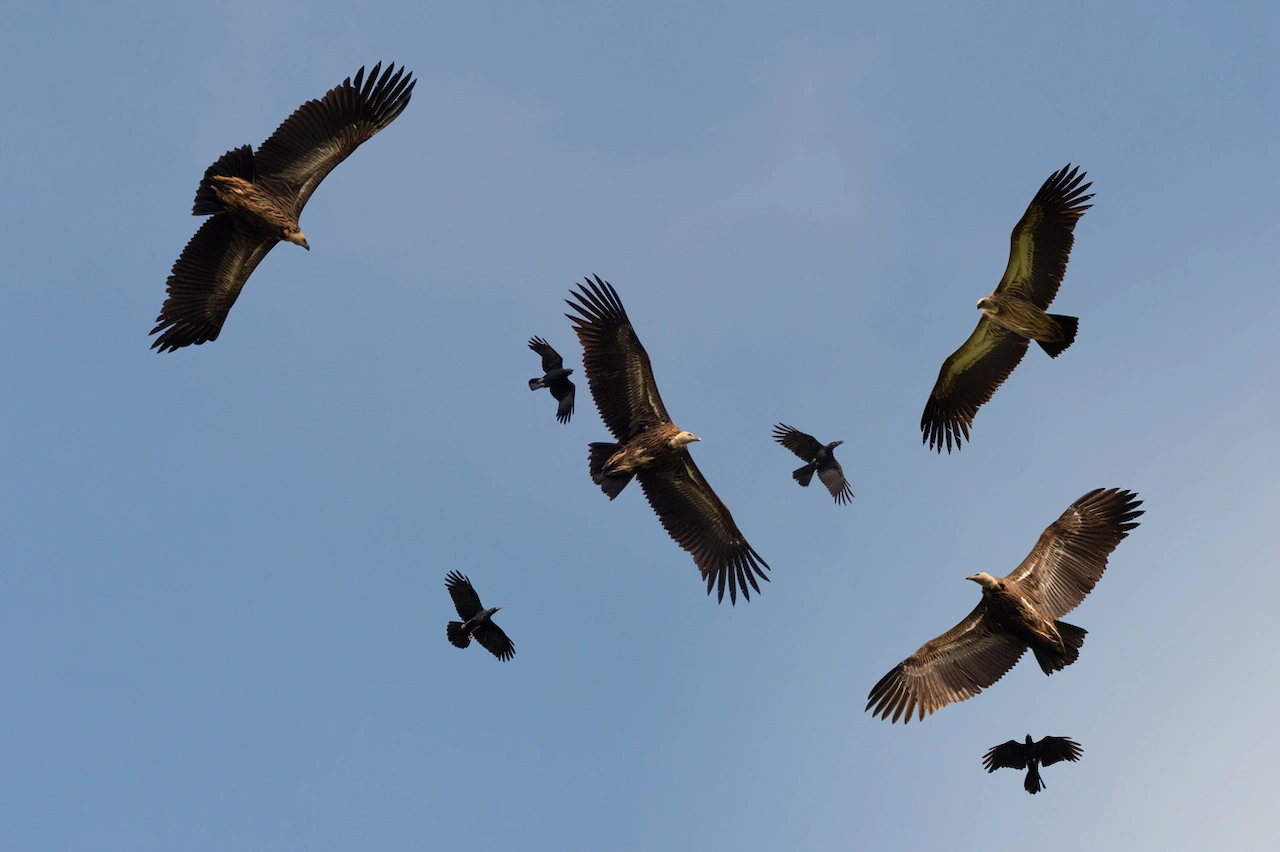 Buitres leonados planean en el cielo sin batir las alas, aprovechando las corrientes de aire / Foto: IS - CSIC