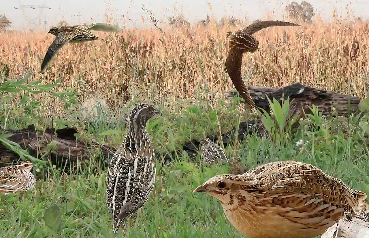 La Justicia paraliza cautelarmente la caza de codorniz en El Hierro / Imagen: CC
