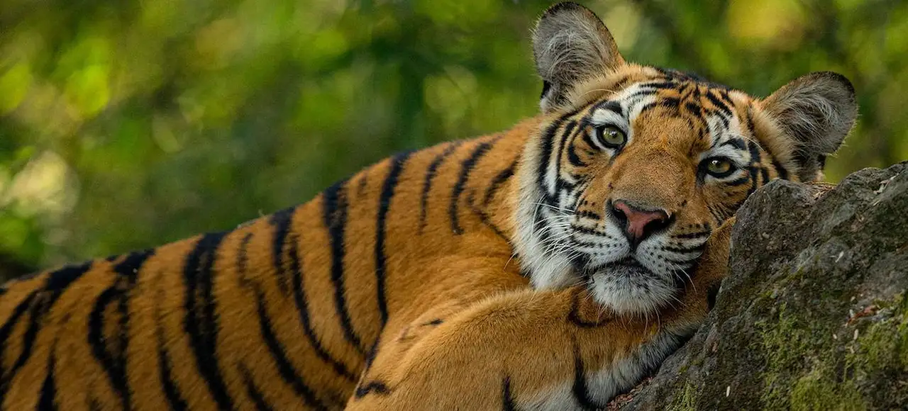 Biodiversidad-COP17: el mundo tiene un plan para salvar la naturaleza / Foto: WWF-International