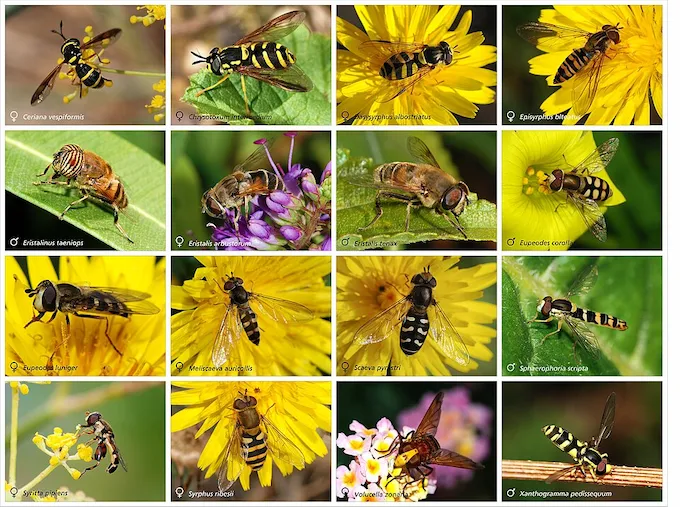 Póster con 16 especies de sírfidos