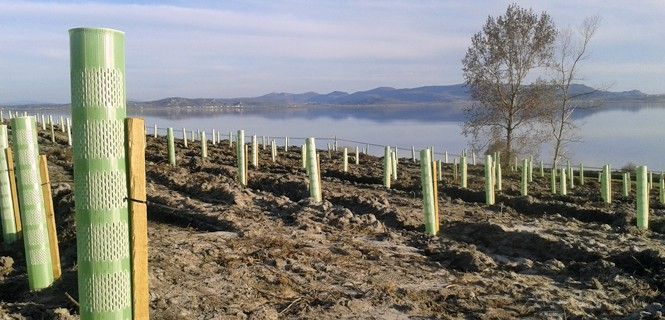 Plantones protegidos por tubos creciendo  en Campoo de Yuso (Cantabria), junto al río Ebro / Foto: BS
