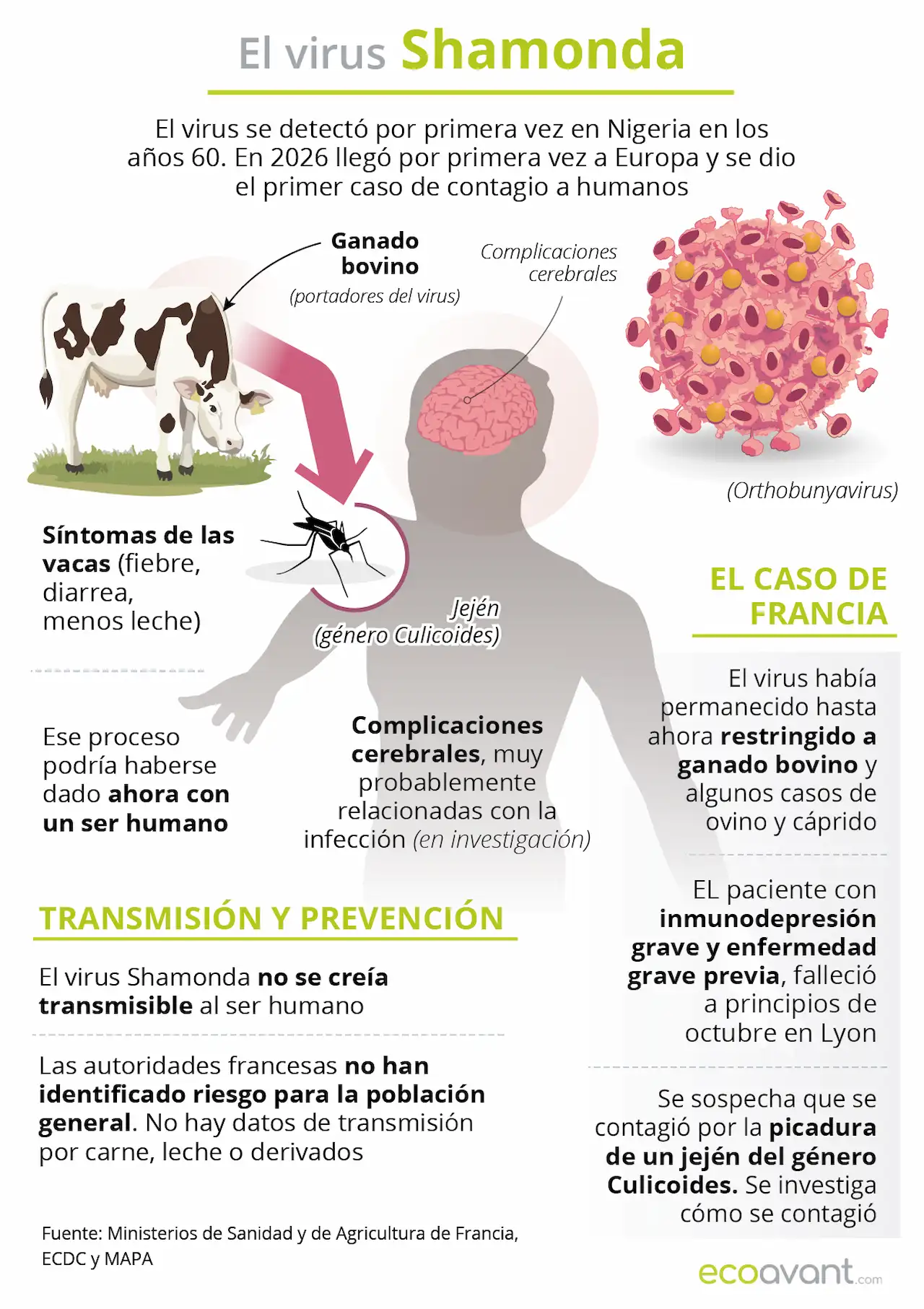 Virus Shamonda. Las autoridades de Francia confirman la primera infección humana / Infografía: EA