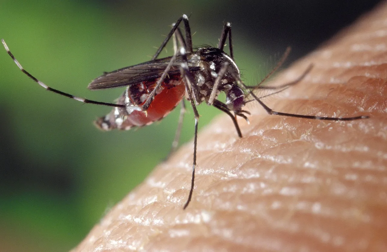 Un mosquito pica a una persona. Los mosquitos transmiten el virus del Nilo Occidental, que ha causado 1.715 casos en la UE este año / Foto: EP Un mosquito pica a una persona. Los mosquitos transmiten el virus del Nilo Occidental, que ha causado 1.715 casos en la UE este año / Foto: EP