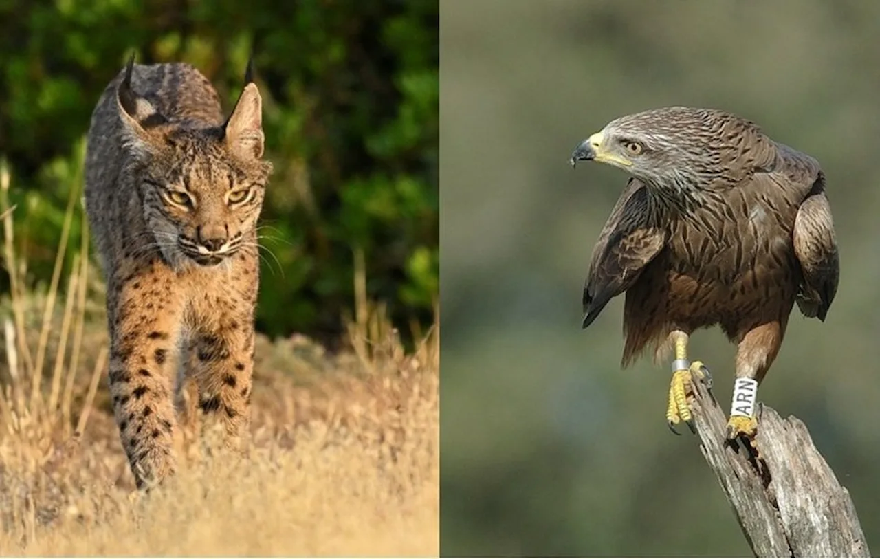A la izquierda, lince ibérico (Lynx pardinus). A la derecha, milano negro (Milvus migrans) / Foto: EBD-CSIC