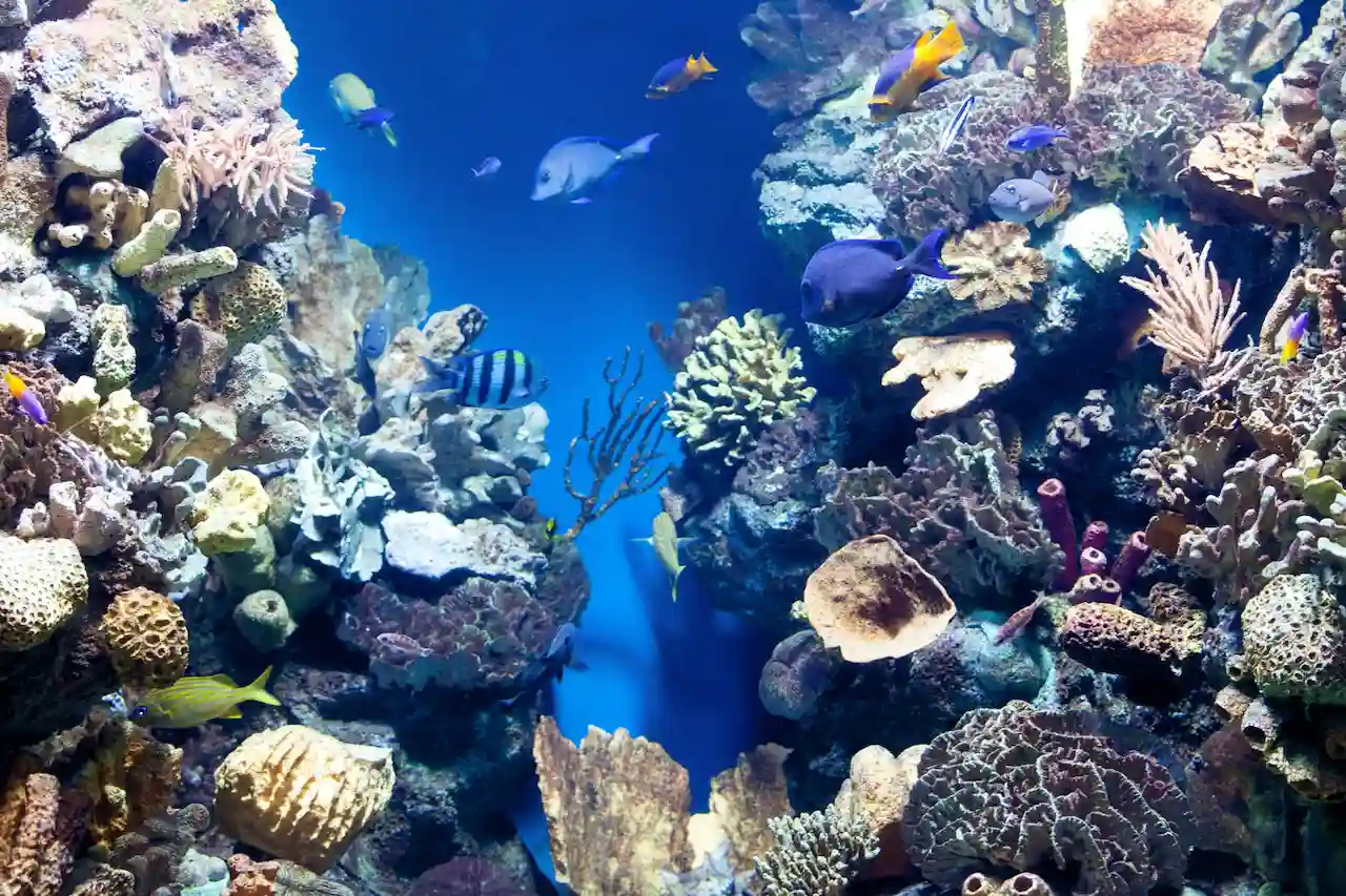 Peces tropicales entre corales en un acuario que recrea un arrecife de coral, un ecosistema en riesgo de colapso / Foto: FP
