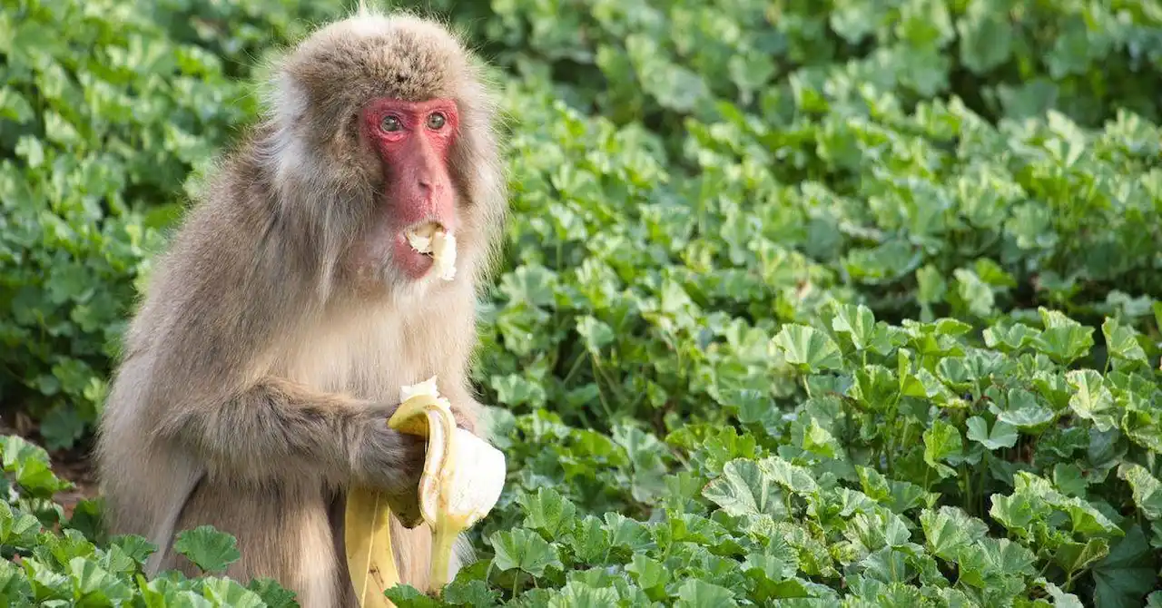 Un macaco japonés de un grupo afectado por una epidemia / Foto: Univ. de California en San Diego (EE UU)