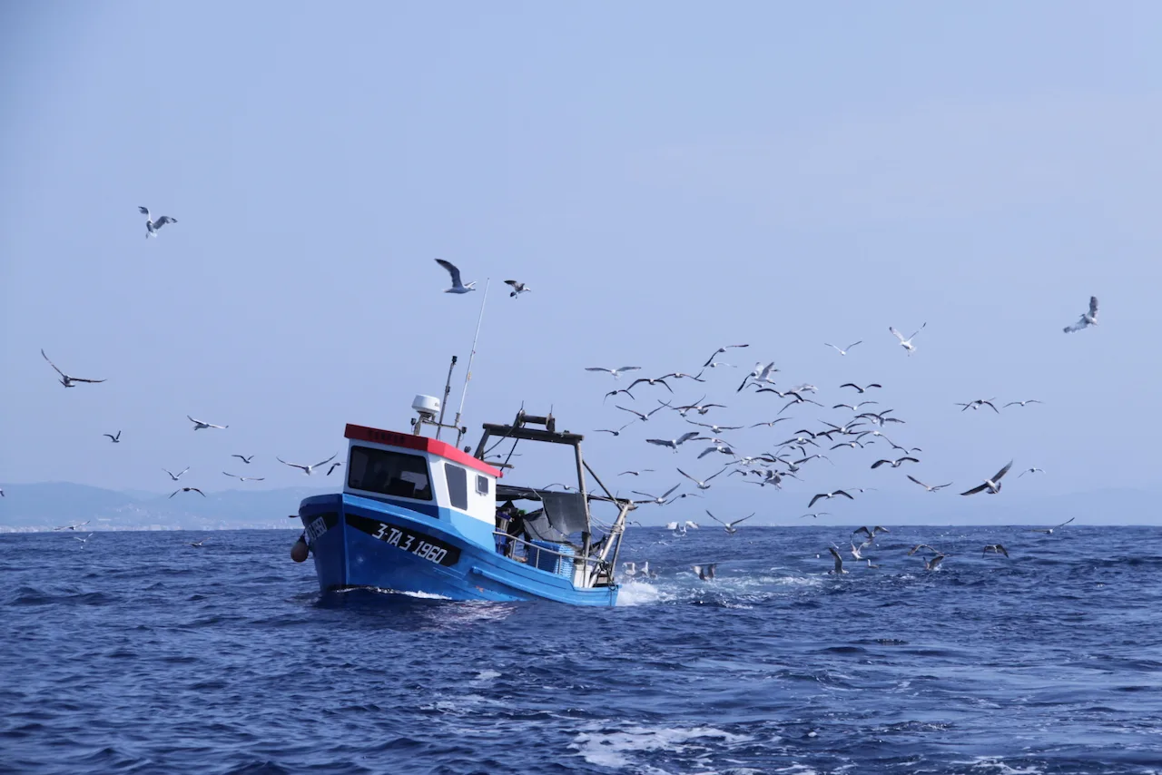 Piden al ministro Planas decisiones pesqueras acordes con la ciencia / Foto: SEO/BirdLife