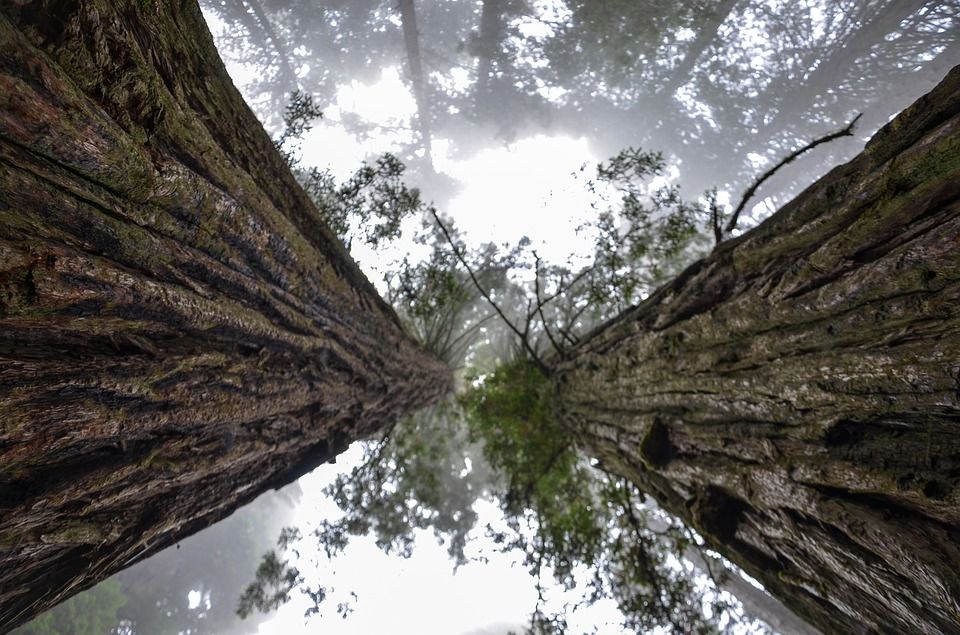 El Parque Nacional de las Secuoyas protege estos árboles gigantes en Estados Unidos / Foto: USA Reiseblogger