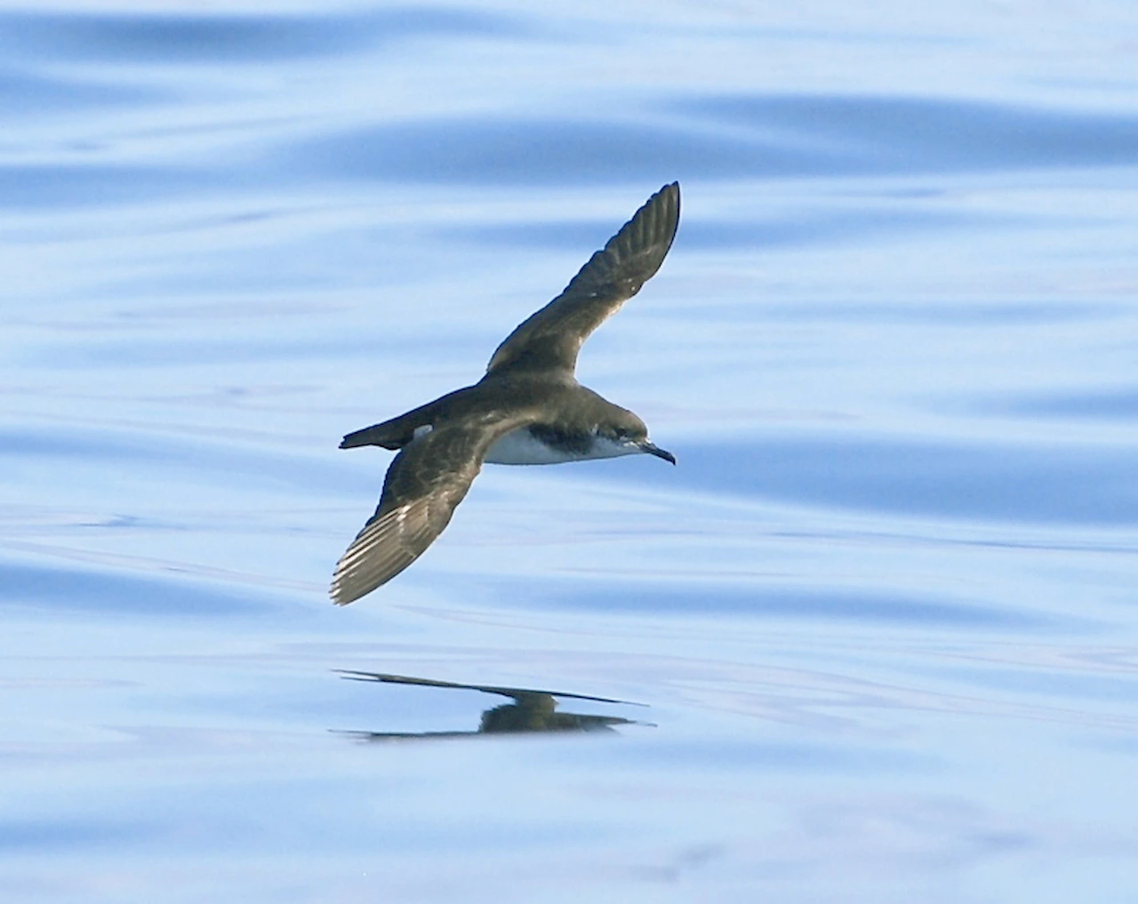 Pardela pichoneta. Las aves marinas sufren un «jet lag» / Foto: WMC