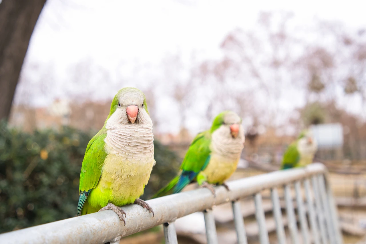 Las cotorras argentinas es una de las especies invasoras más conocidas por los españoles / Foto: IS - CSIC