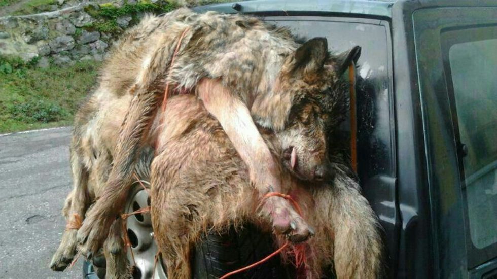 Ejemplares abatidos en una montería en la comunidad asturiana / Foto: Coordinadora Ecoloxista de Asturies