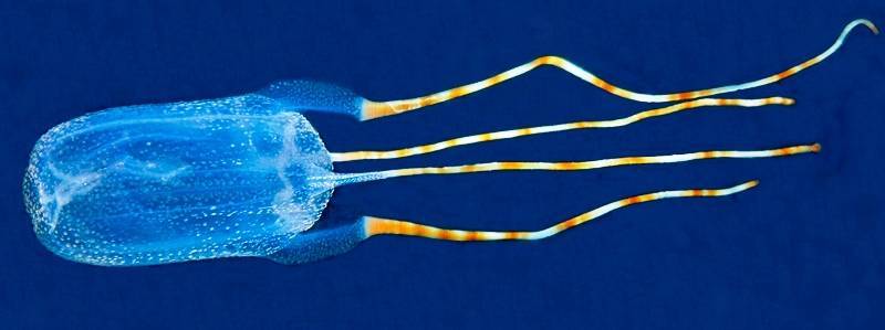 La medusa 'Tamoya ohboya', hermosa pero letal / BlennyWatcher: Ned DeLoach