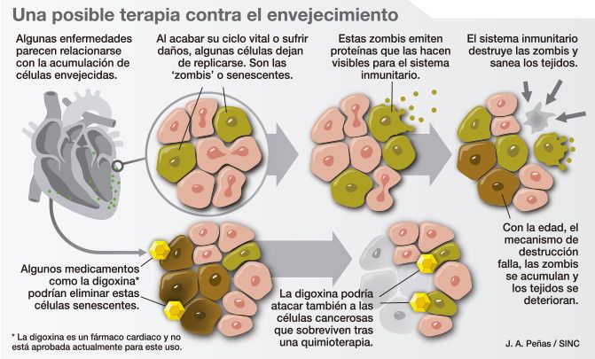 Una posible terapia contra el envejecimiento  Imagen J. A. Peñas  SINC