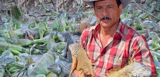 Criadero mexicano de estos saurios que se destinan a alimento o mascotas / Foto: UMA La Cabaña