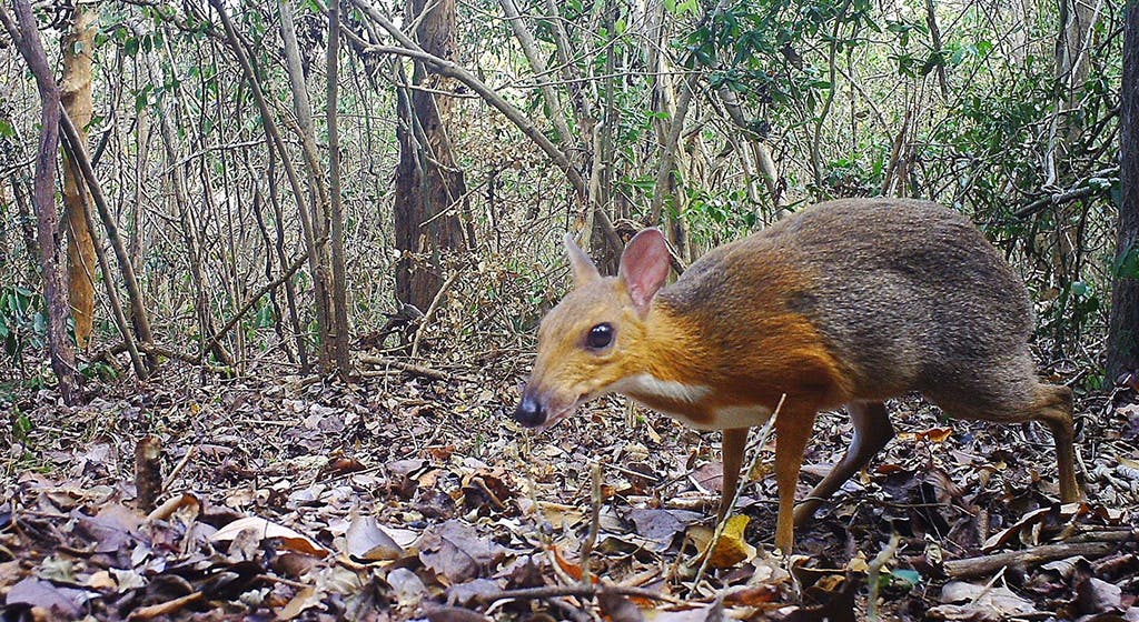 Imagen de uno de los ciervos ratón hallados en Vietnam captada por las cámaras ocultas / Foto: Andrew Tilker