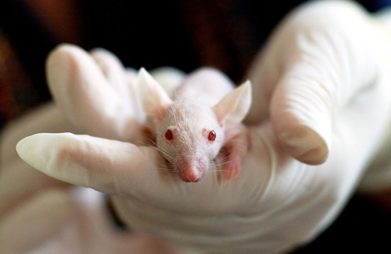 Los ratones son los animales usados en más estudios científicos / Foto: Pixabay