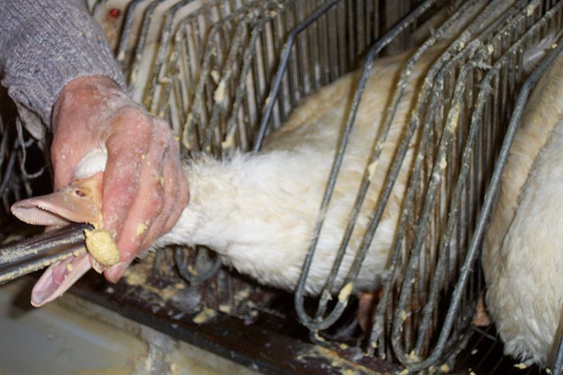 Alimentación forzada de un ganso para hacer crecer su hígado / Foto: Wikipedia