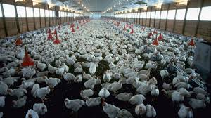 Miles de pavos apiñados en una nave industrial / Foto: Organic Consumers Association