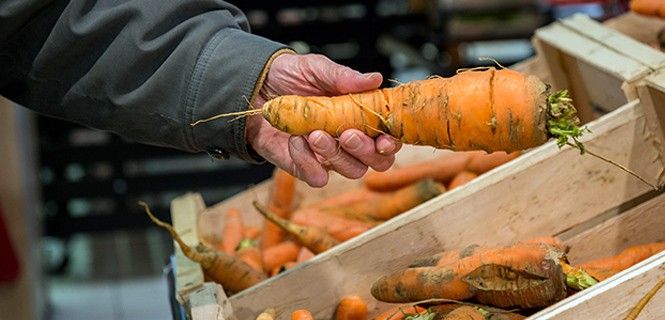 Un hombre sostiene una zanahoria poco agraciada. Fruta y verdura con imperfecciones a un precio inferior / Foto: Intermarché