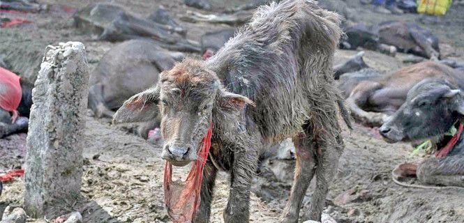 Un ternero asustado entre animales muertos y agonizantes / Foto: Bibi Funyal