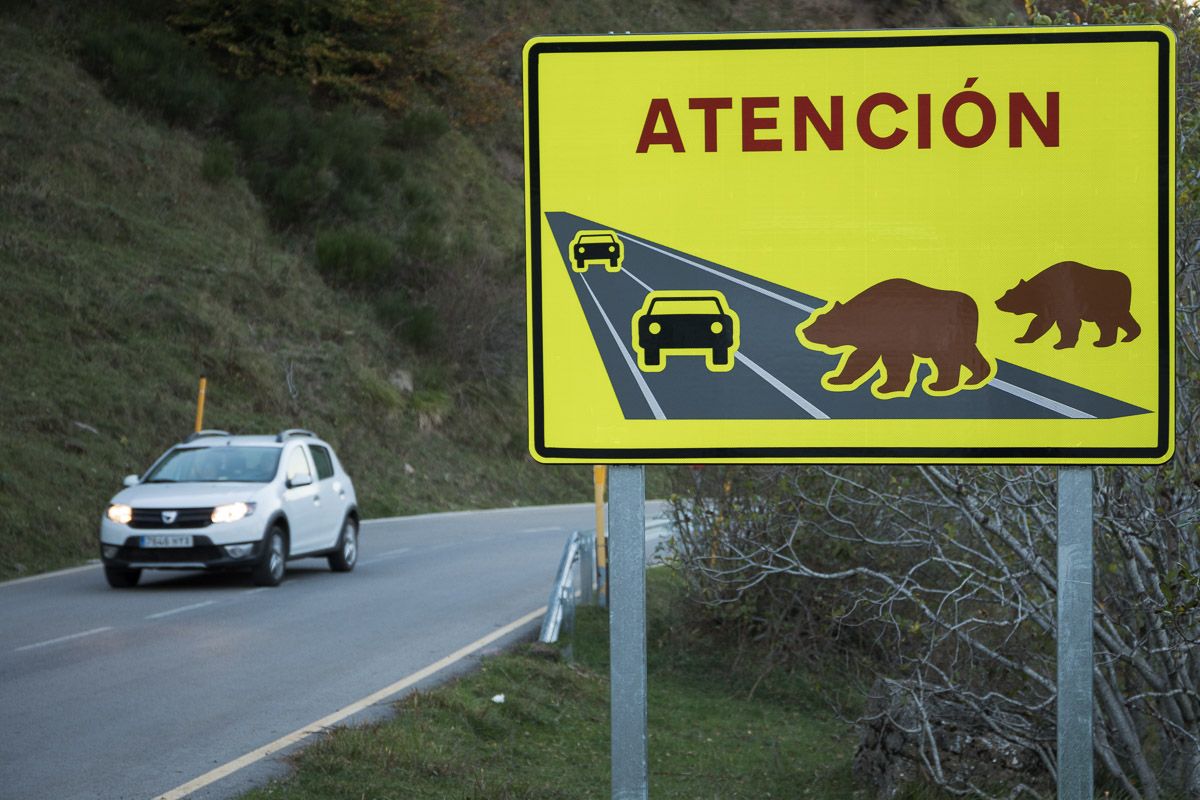 Señal que avisa de la presencia de osos en las proximidades de Pola de Somiedo (Asturias) / Foto: Roger Rovira