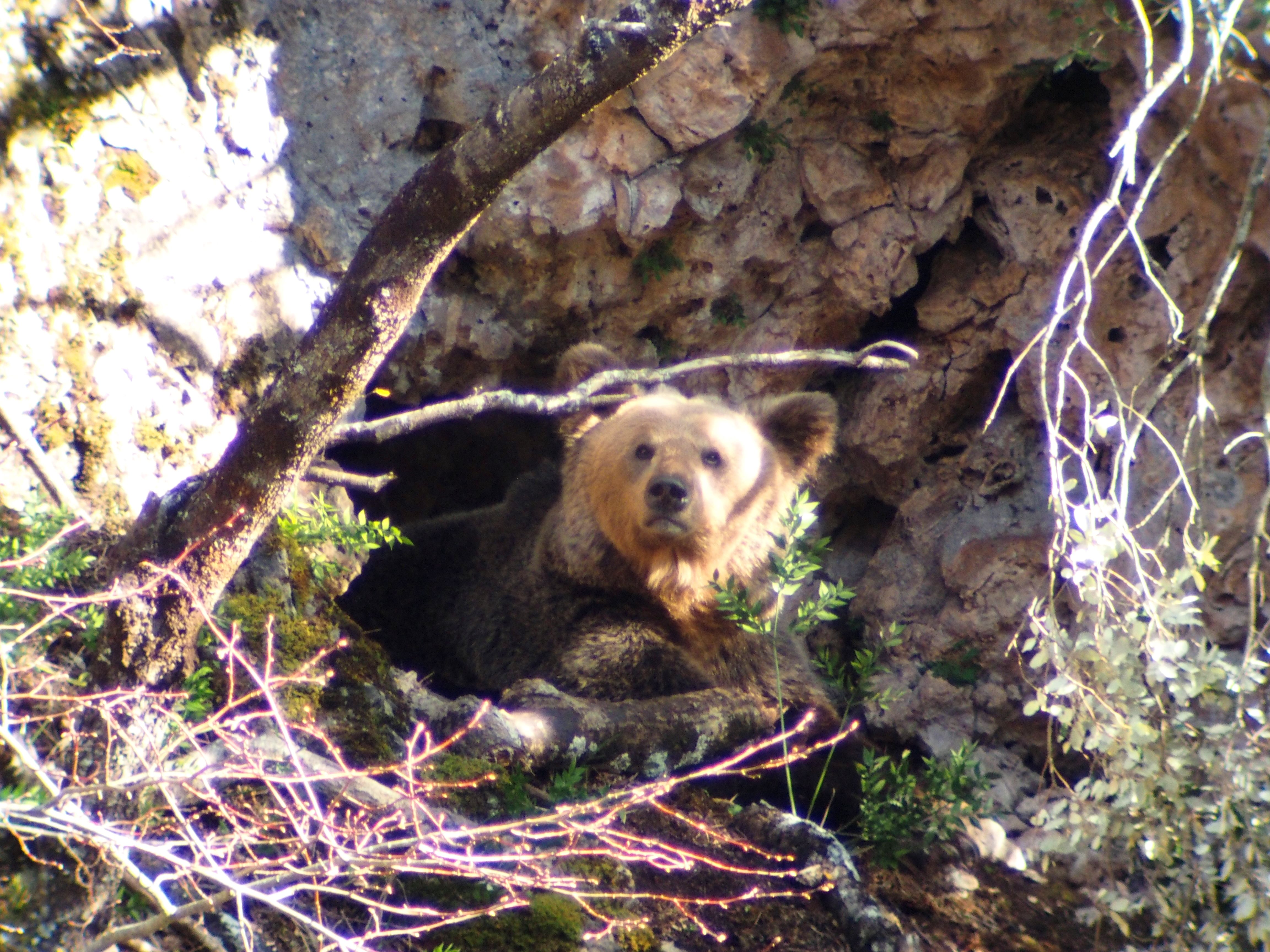 Una hembra asomándose desde la osera donde se encontraba su cría, que acabó perdiendo / Foto: Foto: Juan Díaz - Patrulla Oso del Principado de Asturias