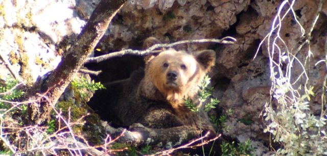 Una hembra asomándose desde la osera donde se encontraba su cría, que acabó perdiendo / Foto: Foto: Juan Díaz - Patrulla Oso del Principado de Asturias