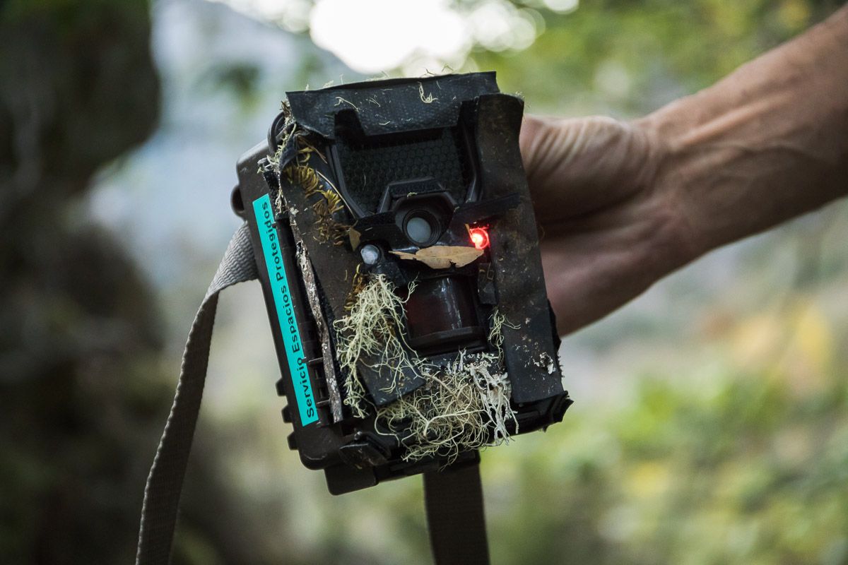 Una de las 'cámaras trampa' que se ocultan en los bosques para controlar a los animales / Foto: Roger Rovira