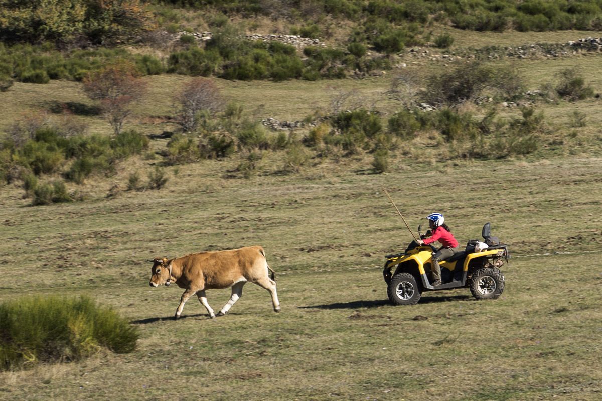 Una ganadera emplea un quad para seguir a sus reses en la Braña (aldea usada por los 'vaqueiros' en los pastos altos de verano) de Endriga, en las Morteras de Saliencia  / Foto: Roger Rovira