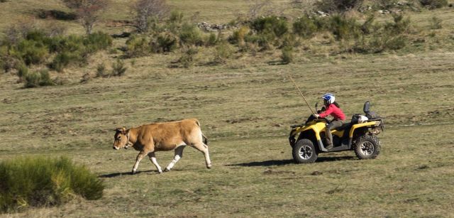 Una ganadera emplea un quad para seguir a sus reses en la Braña (aldea usada por los 'vaqueiros' en los pastos altos de verano) de Endriga, en las Morteras de Saliencia  / Foto: Roger Rovira