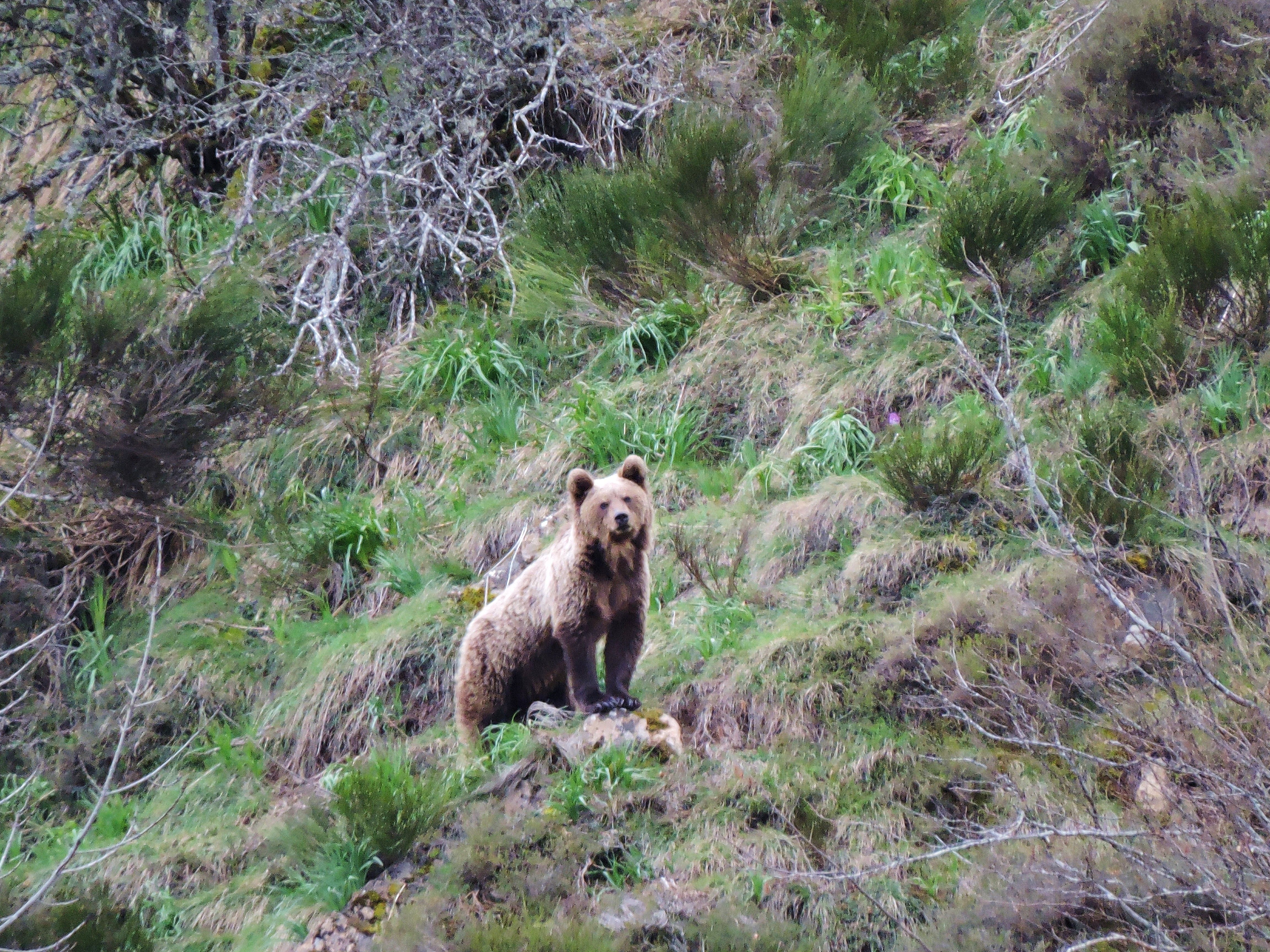 Macho casi adulto (de más de cuatro años) en La Mochada, entre las aldeas de Gúa y Caunedo / Foto: Juan Díaz - Patrulla Oso del Principado de Asturias