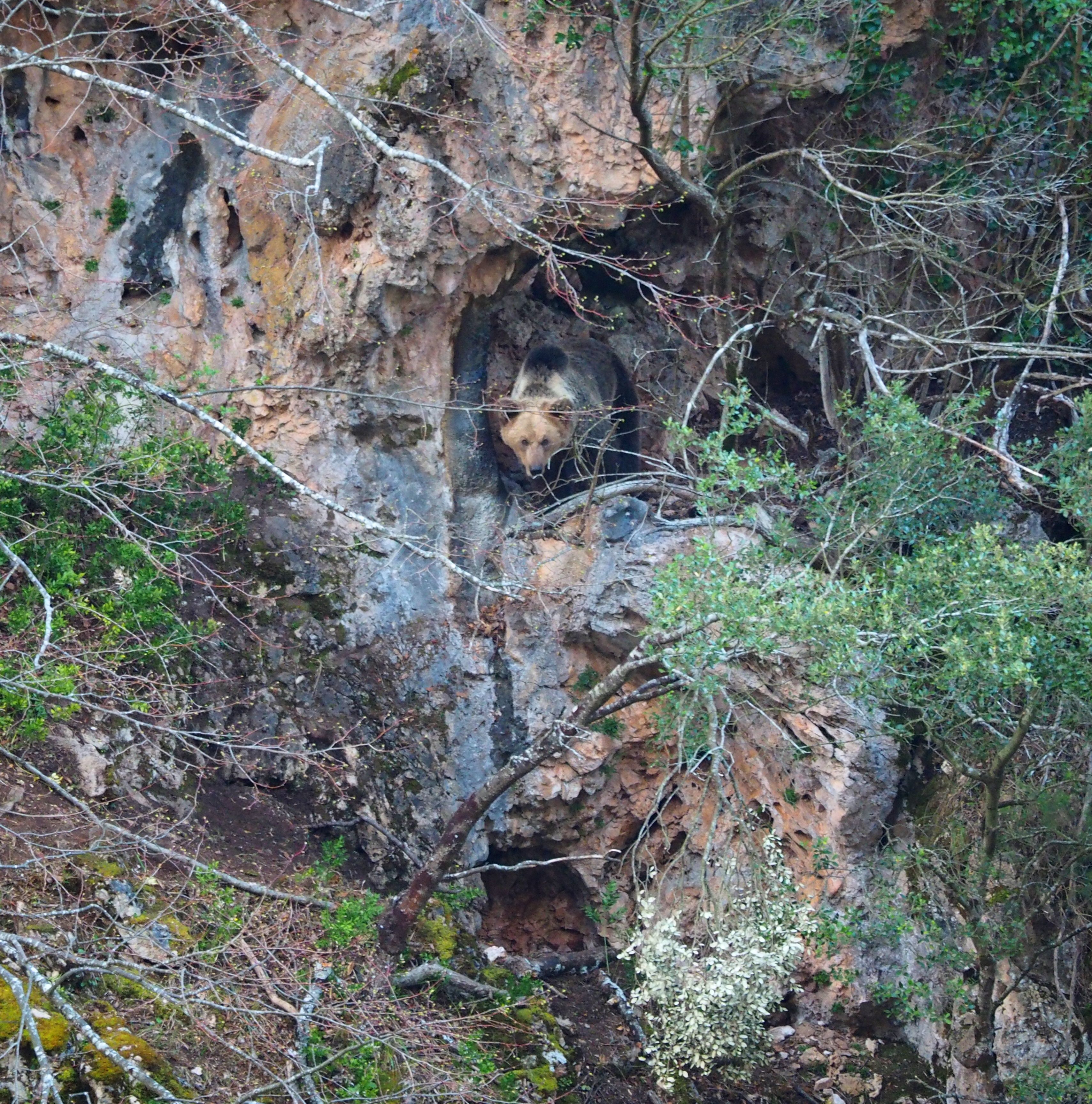 Una hembra saliendo al exterior de la cueva donde se oculta su 'esbardo' (como se llama a los oseznos en Asturias) / Foto: Juan Díaz - Patrulla Oso del Principado de Asturias