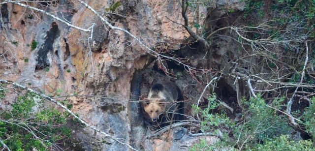 Una hembra saliendo al exterior de la cueva donde se oculta su 'esbardo' (como se llama a los oseznos en Asturias) / Foto: Juan Díaz - Patrulla Oso del Principado de Asturias