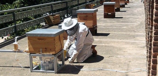 Un apicultor en el colmenar urbano del museo de ciencias naturales de Barcelona / Foto: Mel·lis