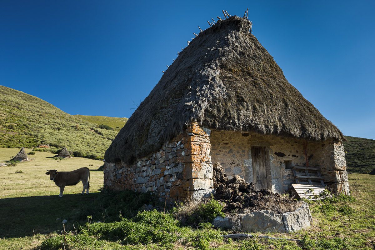 Una de las cabañas de teito típicas del concejo, con cubierta vegetal hecha de la planta de la que toman el nombre / Foto: Roger Rovira