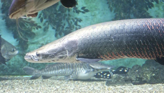 El 37% de los peces de agua dulce de Australia están en peligro. Diez especies de animales mejoran sus poblaciones / Foto: Jean