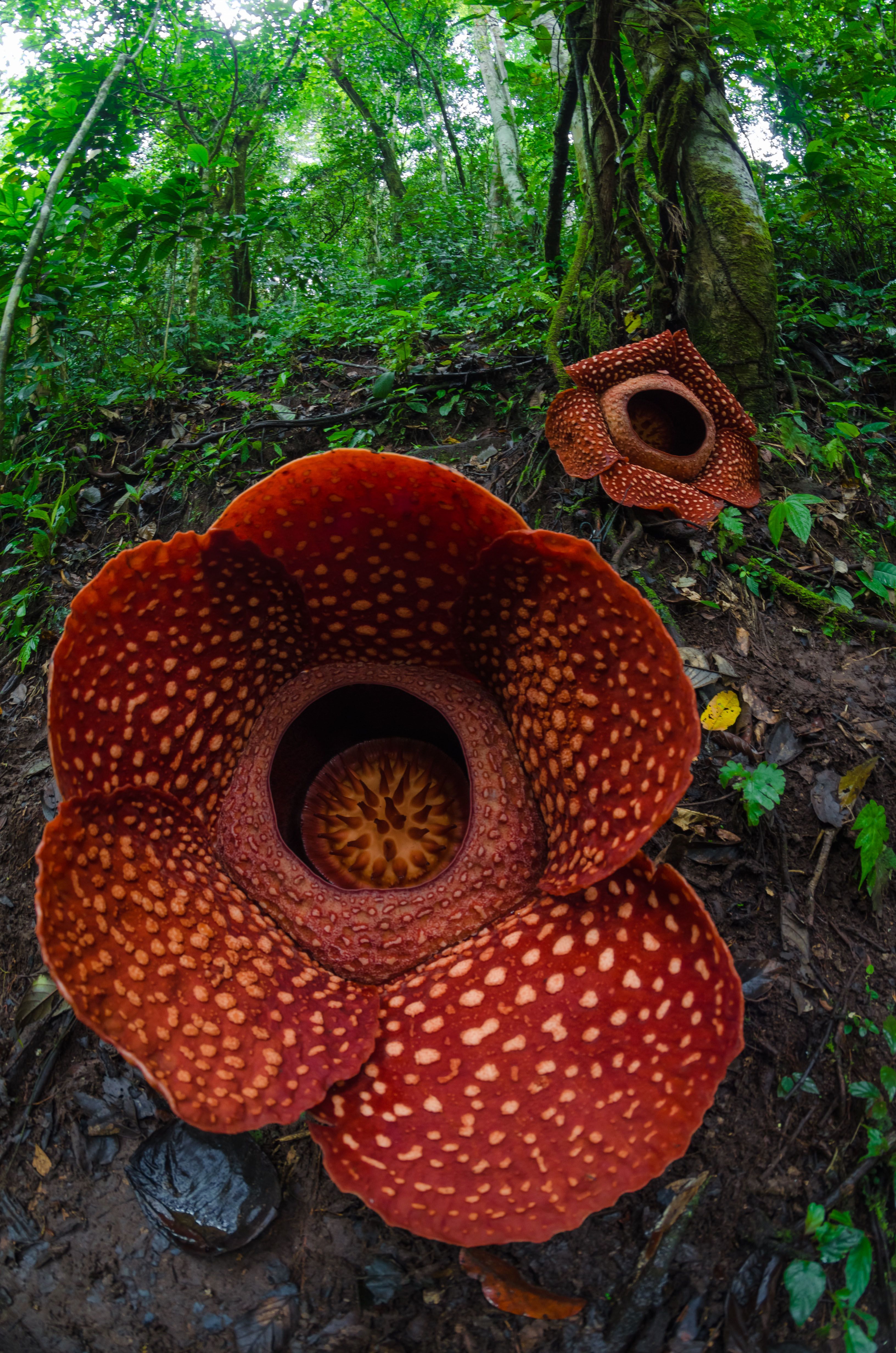 La planta que genera esta flor está en peligro de extinción   Foto Wikimedia Commons