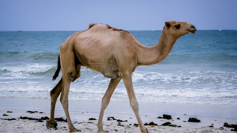 Estos animales han proporcionado el sustento a los pobladores de muchos desiertos / Foto: Ninastock