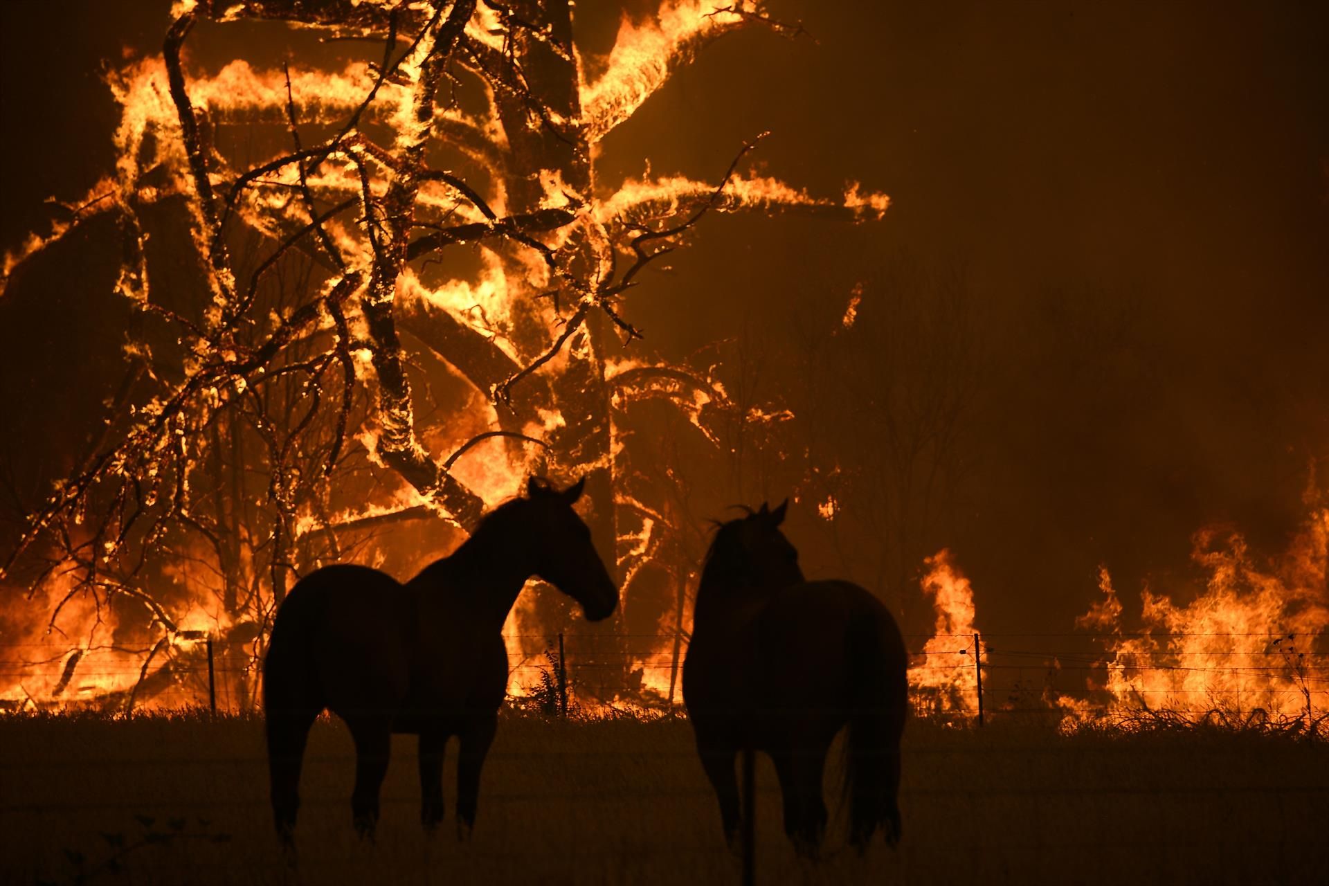 Dos caballos observan como se queman los árboles en Nueva Gales del Sur / Foto: Dan Himbrechts / AAP / DPA
