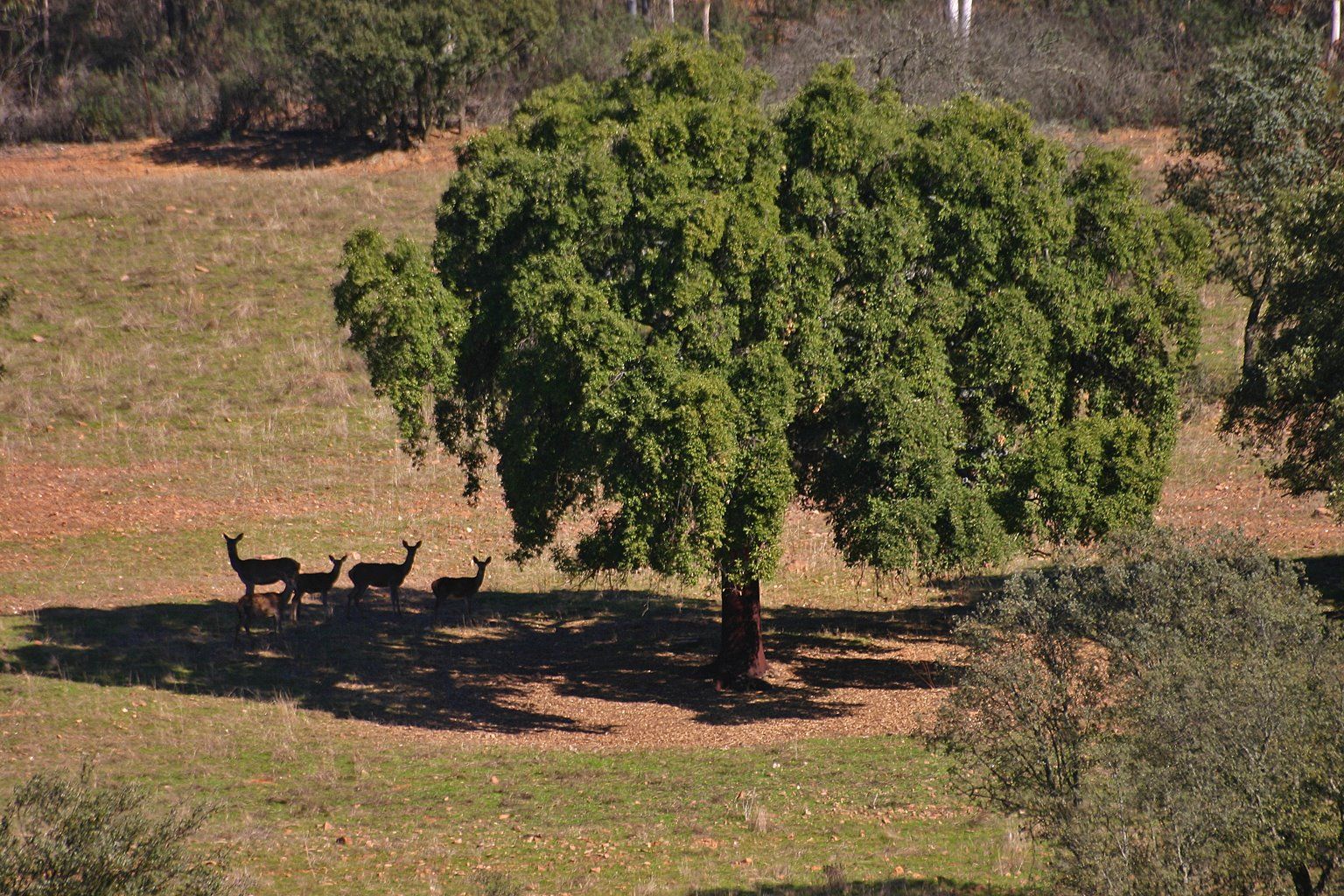 Ciervos bajo la sombra de una gran encina, una estampa típica de este territorio pacense / Foto: Wikipedia