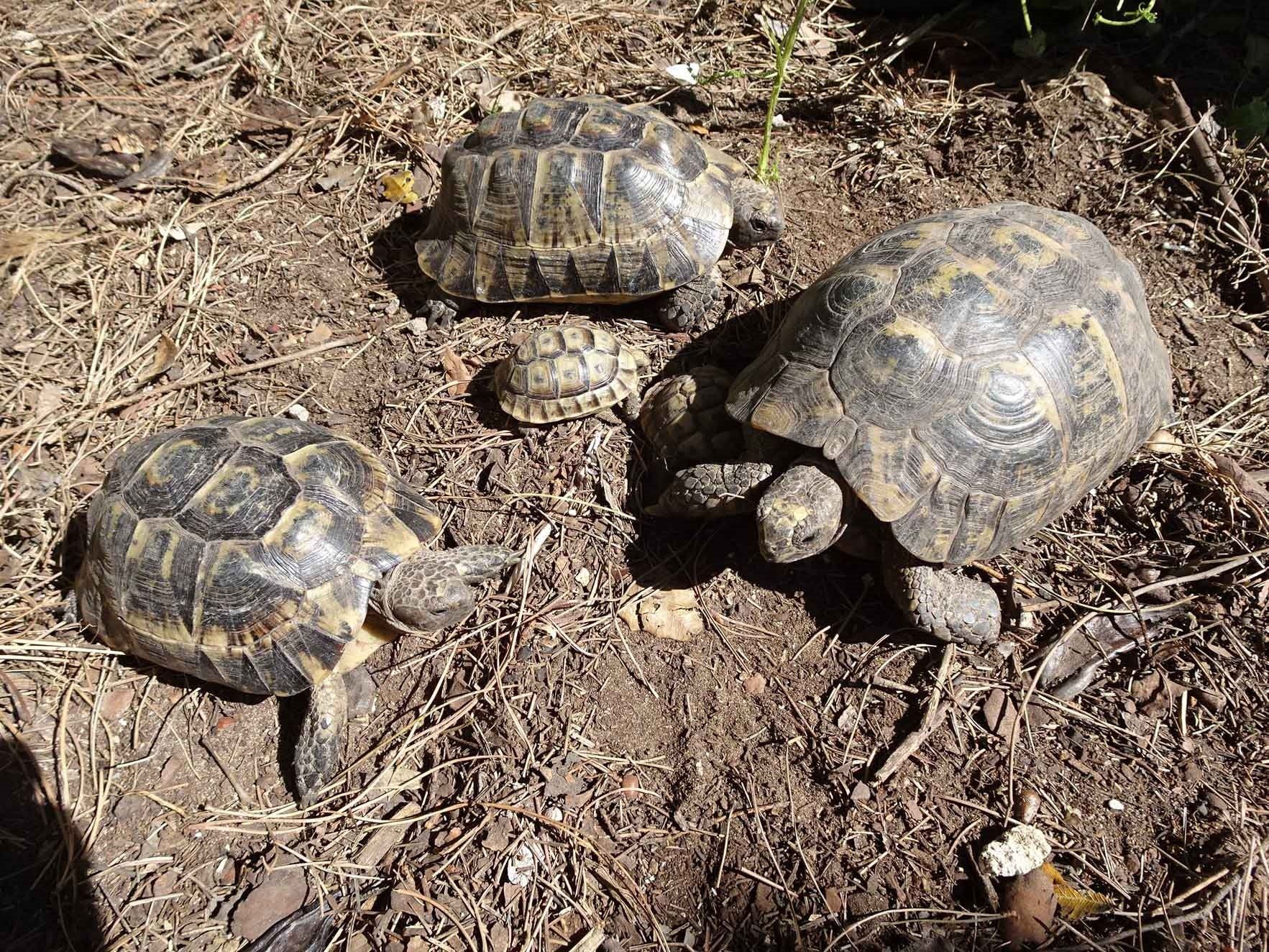 Ejemplares de tortuga mora, originaria de los países mediterráneos / Foto: Ecologistas en Acción