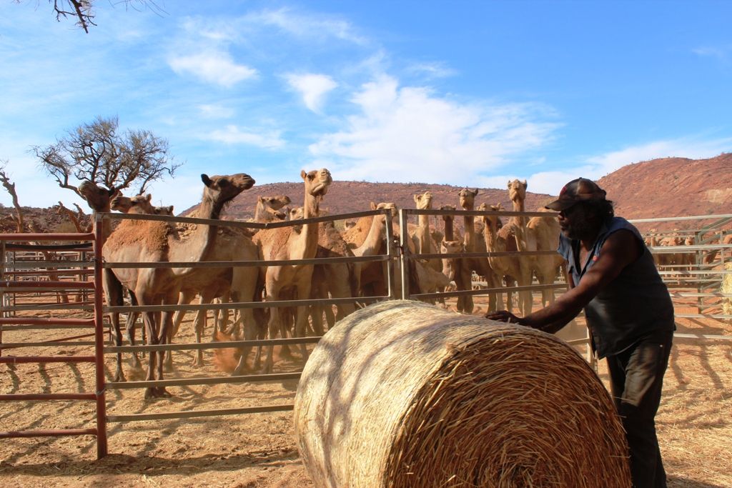 Los camélidos fueron introducidos en el país como medio de transporte en el desierto en el siglo XIX / Foto: Wikipedia