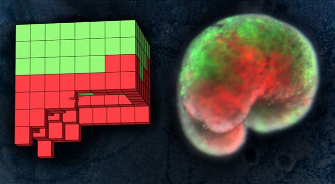 A la izquierda, plano anatómico de un organismo diseñado por ordenador. A la derecha, el organismo vivo, construido completamente a partir de piel de rana (verde) y células del músculo cardíaco (rojo)  / Foto: Sam Kriegman (UVM)