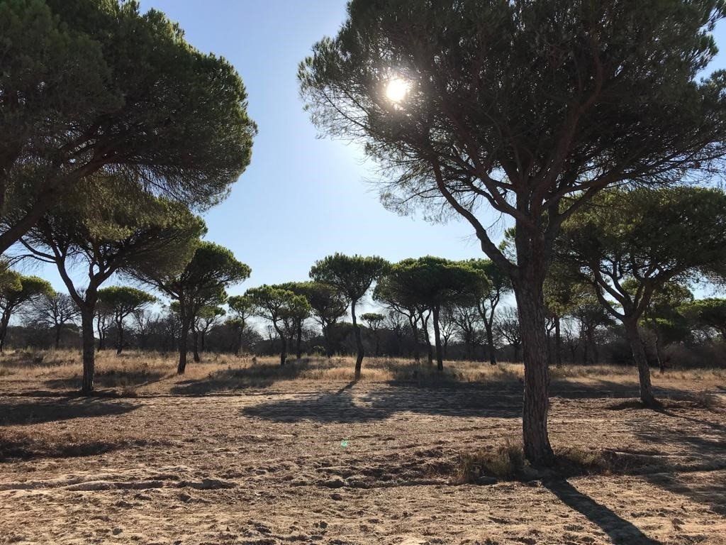 Imagen de pinares sobre dunas típica del espacio protegido onubense / Foto: EP